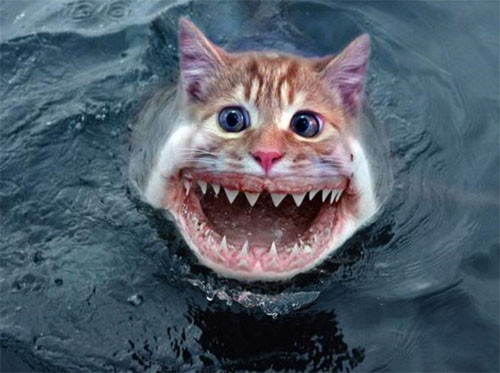 poisson chat monstrueux