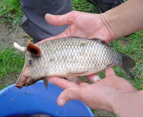 usage des farines animales pour nourrir les poissons 